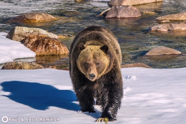 Banff Wildlife During October